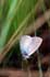 Zuidelijk dwergblauwtje 7 - Cupido osiris